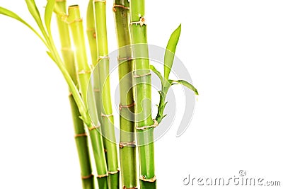 Bambu tallo amarillo hojas verdes